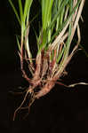 Fibrousroot sedge